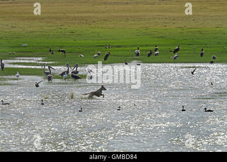 Ein Hund laufen und jagen Vögel im Wasser Stockfoto