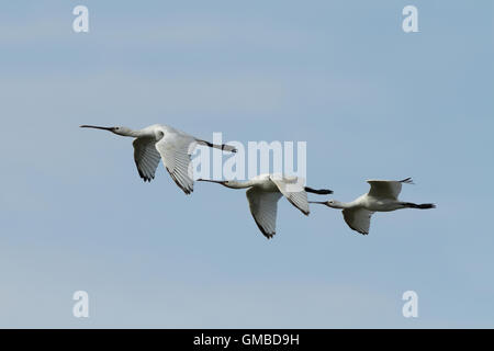 Löffel Bill Vögel fliegen im blauen Himmel Stockfoto