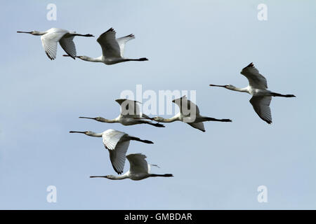 Löffel Bill Vögel fliegen im blauen Himmel Stockfoto