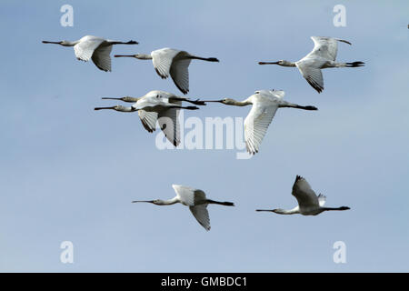 Löffel Bill Vögel fliegen im blauen Himmel Stockfoto