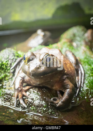 Ein amerikanischer Ochsenfrosch (Lithobates Catesbeianus oder Rana Catesbeiana) in Gefangenschaft im Vancouver Aquarium, in Vancouver, Kanada. Stockfoto