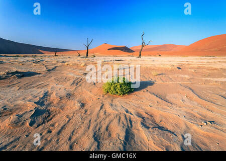 Strauch und tot Akazie, umgeben von Sanddünen Deadvlei Sossusvlei Wüste Namib Naukluft Nationalpark Namibia Afrika Stockfoto