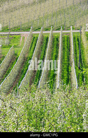 Blühende Apfelplantagen Villa von tirano Provinz Sondrio Veltlin lombardei Italien Europa Stockfoto