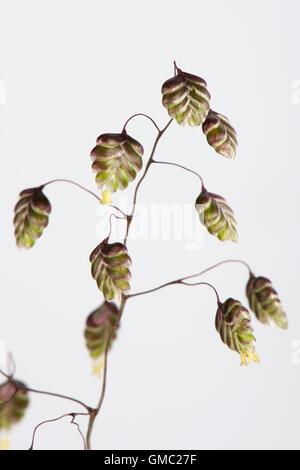 Bebende Rasen, Briza Media, Spike mit Beben Blumen Blüte Juni Stockfoto