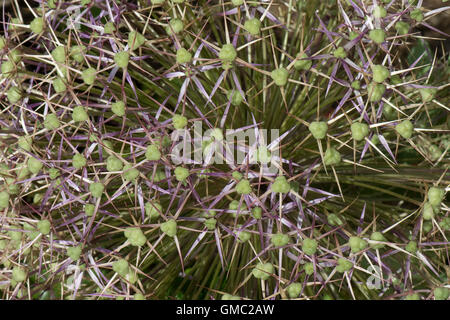 Blütenkopf Röschen auf einen Stern von Persien, Allium Christophii, Withdeveloping Samen und grüne Eierstöcke Stockfoto