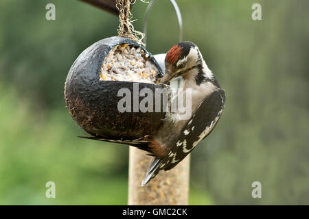Eine juvenile große entdeckt Woodpecked, Dendrocopos major, Fütterung aus einem Fett und Samen gefüllte Kokosnussschale Stockfoto