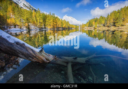 Bunte Bäume und schneebedeckte Gipfel spiegeln sich im Lai da Palpuogna Albula Pass Bergün Kanton Graubünden-Engadin-Schweiz-Europa Stockfoto