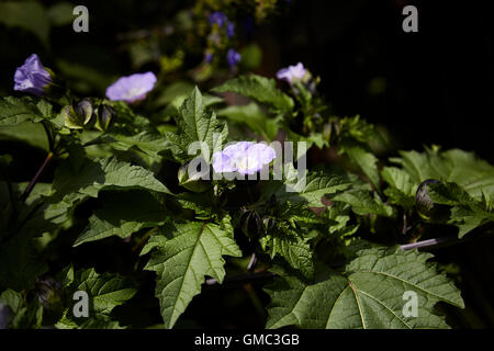 Nicandra blauen Glocke geformte Blume, manchmal bekannt als Shoo Fly Pflanze mit Blüte und Frucht Stockfoto