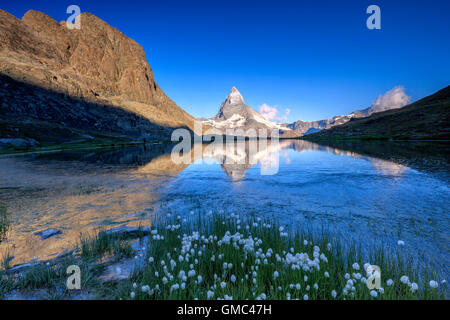 Wollgras Rahmen das Matterhorn spiegelt sich in See Stellisee im Morgengrauen Zermatt Kanton Wallis Schweiz Europa