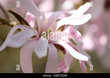 Magnolia X loebneri 'Leonard Messel' - ein Frühlings-Favorit Jane Ann Butler Fotografie JABP1611 Stockfoto