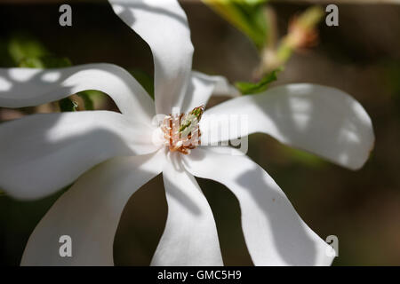 die atemberaubende Magnolia Stellata 'Merrill' einen frühen Frühling Schönheit Jane Ann Butler Fotografie JABP1607 Stockfoto