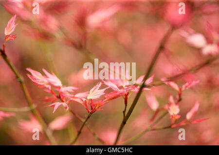 rot Acer im Frühling Knospe - lebendige neues Leben Jane Ann Butler Fotografie JABP1597 Stockfoto