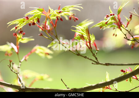 Acer Palmatum 'Shinobuga Oka"im Frühling, Hoffnung und Lebensfreude Jane Ann Butler Fotografie JABP1599 Stockfoto