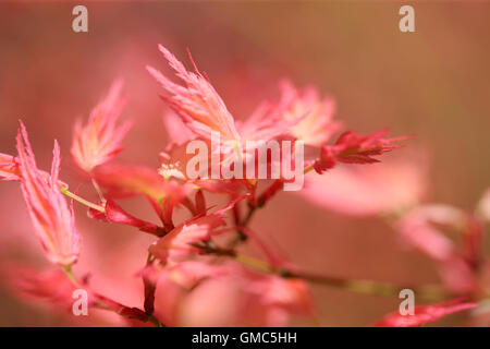 rot Acer im Frühling Knospe - lebendige neues Leben Jane Ann Butler Fotografie JABP1598 Stockfoto