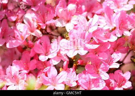 Frühlingsblumen, getränkt in Sonnenlicht Jane Ann Butler Fotografie JABP1610 Stockfoto