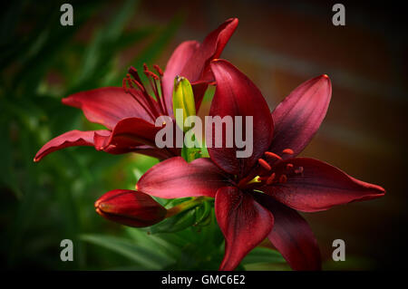 Pflanzen und Blumen, Karibik Asien Stockfoto