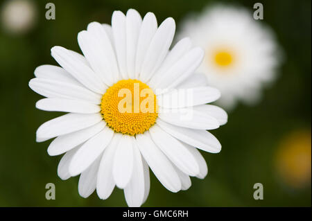 Nahaufnahme Detail eine schöne, auffällige, Blüte, die Zugehörigkeit zu einem Ochsen-Auge Daisy oder Marguerite, (Leucanthemum Vulgare) - England. Stockfoto