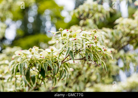 Grüne Blüten auf Kousa Hartriegel im Wald Stockfoto