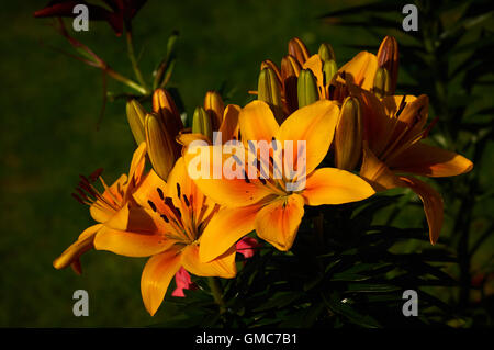 Pflanzen und Blumen, Karibik Asien Stockfoto