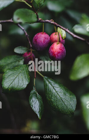 Frisches lila Pflaumen auf Pflaumenbaum im Garten. Getönten Bild, selektiven Fokus Stockfoto