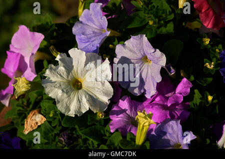 Pflanzen und Blumen, Karibik Asien Stockfoto