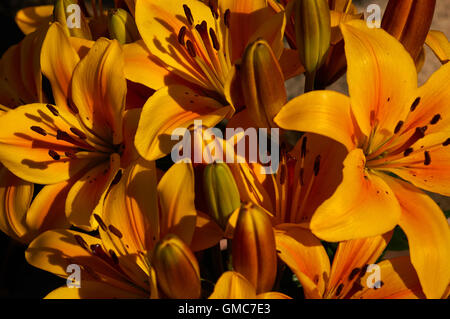 Pflanzen und Blumen, Karibik Asien Stockfoto