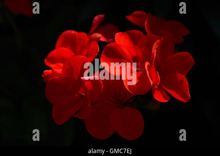 Pflanzen und Blumen, Karibik Asien Stockfoto