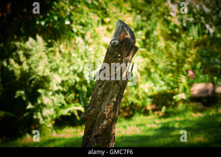 Pflanzen und Blumen, Karibik Asien Stockfoto