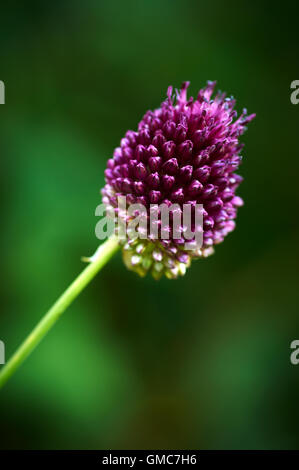 Pflanzen und Blumen, Karibik Asien Stockfoto