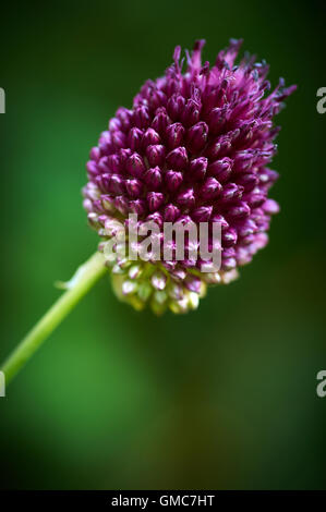 Pflanzen und Blumen, Karibik Asien Stockfoto