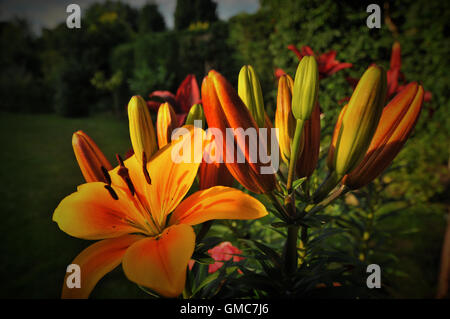 Pflanzen und Blumen, Karibik Asien Stockfoto