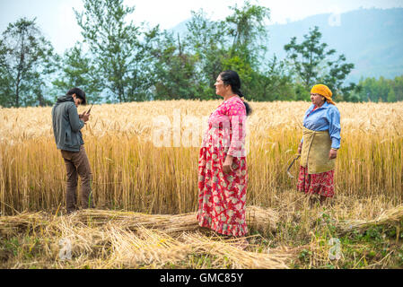 Nepalesische Weizenbauern im Bezirk Kavrepalanchowk, Nepal. Stockfoto