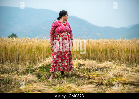 Porträt einer Farmerin, die während der Weizenernte im Kavrepalanchowk Distrikt, Nepal, eine Pause macht. Stockfoto