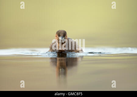 Neugierig Zwergtaucher / Zwergtaucher (Tachybaptus Ruficollis) kommt näher, hübsch, mit schönen Reflexion, sauberer Hintergrund. Stockfoto