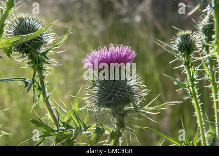 Cirsium Vulgare - andere Namen sind schottische Distel, schottische Distel, Kratzdistel, Bull Distel oder gemeinsame Distel. Stockfoto