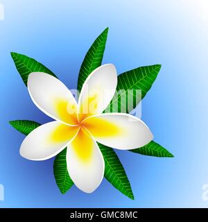 großen Magnolie Blume auf einem Hintergrund aus grünen Blättern. Stock Vektor