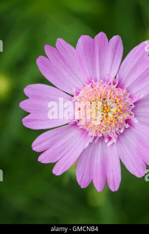 Cosmos Bipinnatus rosa Popsocks Blüten Stockfoto
