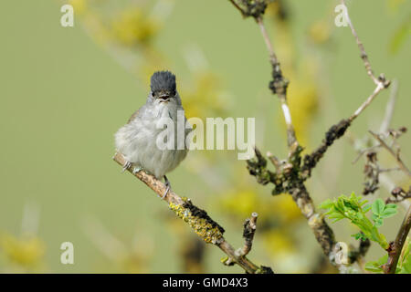 Mönchsgrasmücke / Moenchsgrasmuecke (Sylvia Atricapilla), Männchen, in ältere Bush, singt seine Balz Song, lustige "Frisur". Stockfoto