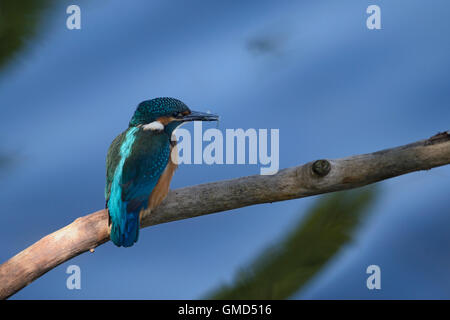 Eisvogel (Alcedo atthis) in blauer Umgebung mit einer gefangenen blauen Libelle in ihrer Rechnung, Wildtiere, Europa. Stockfoto