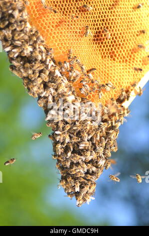 Bienen auf Honigwabe im Bienenhaus Stockfoto