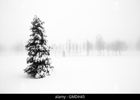 Winterlandschaft Weihnachtsbaum im nebligen Wald Stockfoto