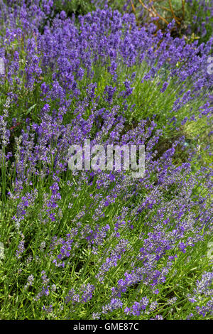 Lavendelblütenbett wächst im Sommer. England, Großbritannien Stockfoto