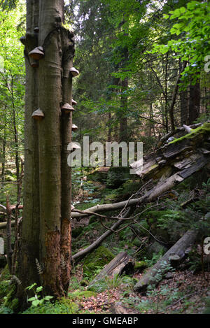 Einsamer Baum in den riesigen Bergen Szrenica im Nationalpark Riesengebirge Stockfoto