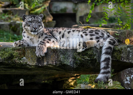 Snow Leopard / Unze (Panthera Uncia / Uncia Uncia) ruht auf Felsen in Planckendael Zoo, Belgien Stockfoto