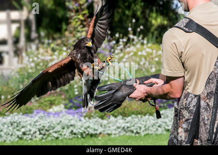 Harris Hawk (Parabuteo Unicinctus) Landung auf Falkner die behandschuhte Hand auf Raubvogel show Stockfoto