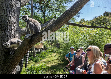 Besucher betrachten Kattas (Lemur Catta) im Walkthrough-Gehäuse an der Planckendael Zoo, Belgien Stockfoto