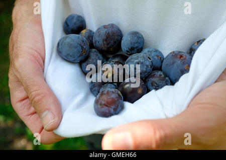 ältere männliche Gärtner mit frisch gepflückt Zwetschgen Stockfoto