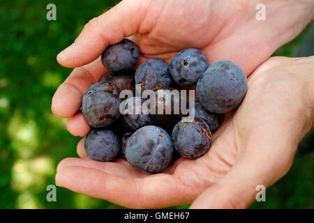 ältere männliche Gärtner mit frisch gepflückt Zwetschgen Stockfoto