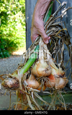 ältere männliche Gärtner halten Haufen Zwiebeln Stockfoto