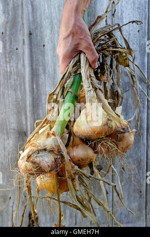 ältere männliche Gärtner halten Haufen Zwiebeln Stockfoto